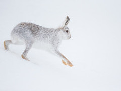 Mountain hare in the Cairngorms National Park, Scotland.