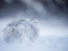 Mountain hare in the Cairngorms National Park, Scotland.