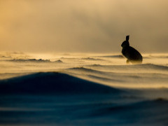 Mountain hare in the Cairngorms National Park, Scotland.