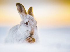 Mountain hare in the Cairngorms National Park, Scotland.