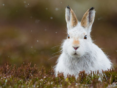 Mountain hare in the Cairngorms National Park, Scotland.