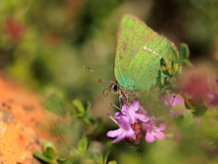 Green hairstreak in Isle of Mull, Scotland.