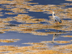 Grey heron in Isle of Mull, Scotland.