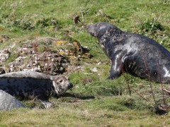 Grey seal bull, female and pup.