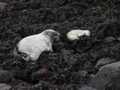 Grey seal mother and pup.