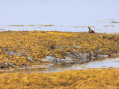 Otter in Isle of Mull, Scotland.