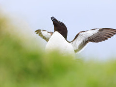 Razorbill in Isle of Mull, Scotland.