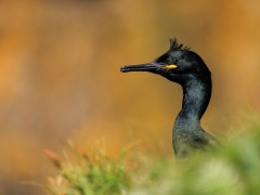 Shag in Isle of Mull, Scotland.