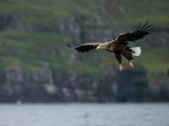White-tailed eagle in Isle of Mull, Scotland.