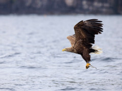 White-tailed eagle in Isle of Mull, Scotland.