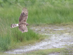 Hen harrier