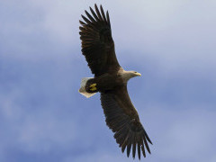 White-tailed eagle