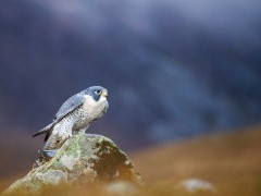 Peregrine falcon in Scotland