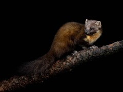 Pine marten perched on a log at night in Scotland