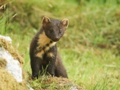 Pine marten in Scotland