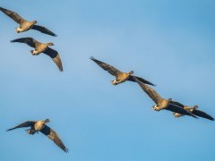 Pink-footed geese in the Scottish Highlands