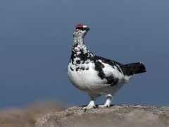 Ptarmigan in Scotland