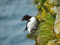 Razorbill