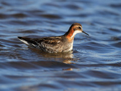 Red-necked phalarope