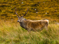 Red deer
