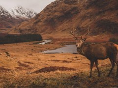 Red deer stag in Scotland