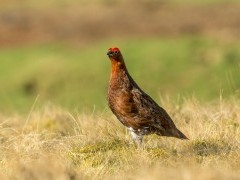 Red grouse in Scotland