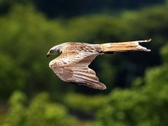 Red kite in Scotland