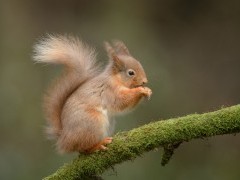 Red squirrel in the Scottish Highlands