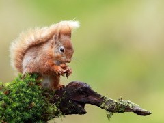 Red squirrel in Scotland