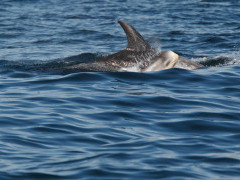 Risso's dolphin and calf