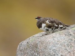 Rock ptarmigan in the Scottish Highlands