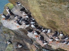 Atlantic puffins on a cliffside in the Shetland Islands.