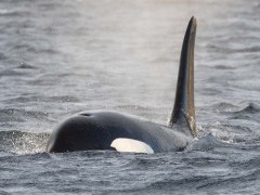 Bull orca in the Shetland Islands.
