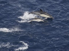 Common dolphin and calf in the Shetland Islands.