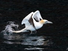Gannet in the Shetland Islands.