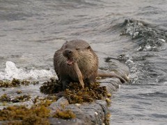 Otter in the Shetland Islands.