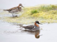 Red-necked phalarope in the Shetland Islands.