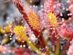 Sundew on the Shetland Islands.