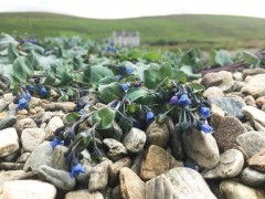 Wildflowers on the Shetland Islands.