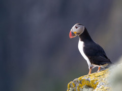 Atlantic puffin