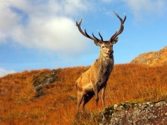 Red deer stag