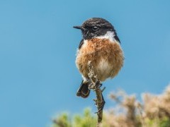 Stonechat