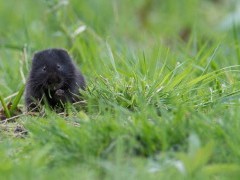 Water vole in Scotland