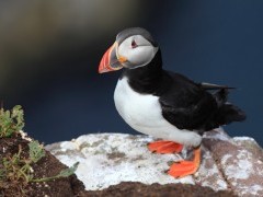 Puffin
