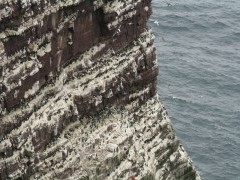Razorbills colony.