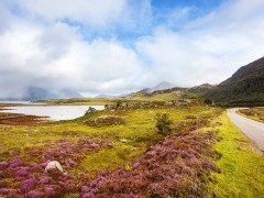 Heather in Wester Ross