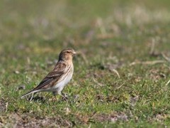 Twite