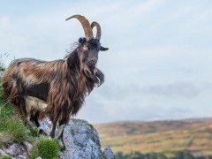 Wild goat
