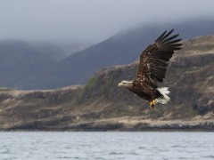 White-tailed eagle