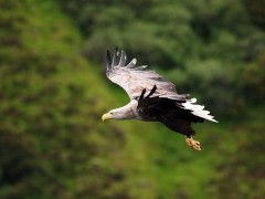 White-tailed sea eagle in Scotland